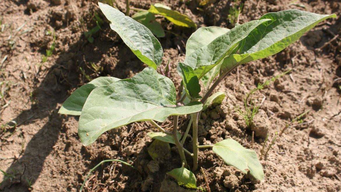 La Comunidad de Madrid atiende a través de Agroasesor más de 600 consultas especializadas sobre temas agrícolas y ganaderos