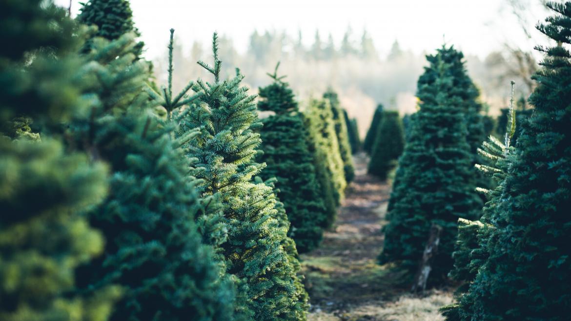 La Comunidad de Madrid recuerda la prohibición de replantar los abetos navideños