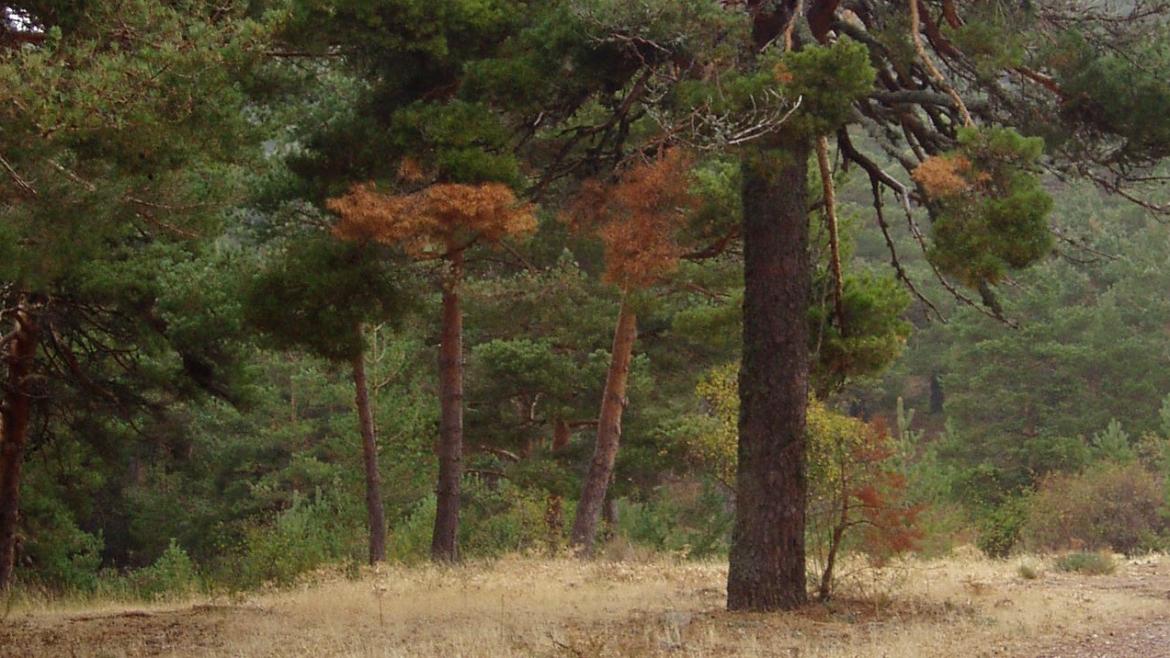 La Comunidad de Madrid destina 3,4 millones para demoler La Barranca en Navacerrada y proceder a su restauración ambiental