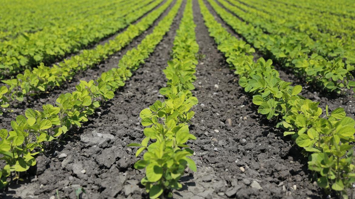 La Comunidad de Madrid abre una nueva convocatoria de ayudas en innovación y tecnología para el sector agropecuario