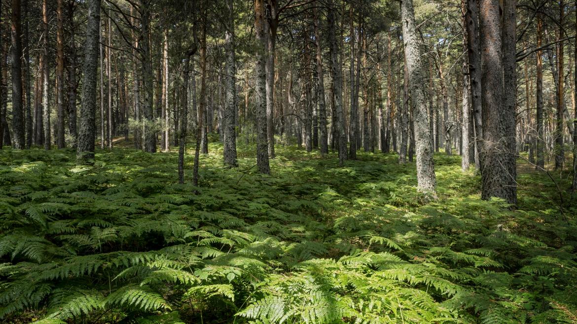 La Comunidad de Madrid invierte 350.000 euros para dinamizar el entorno del Parque Nacional de la Sierra de Guadarrama