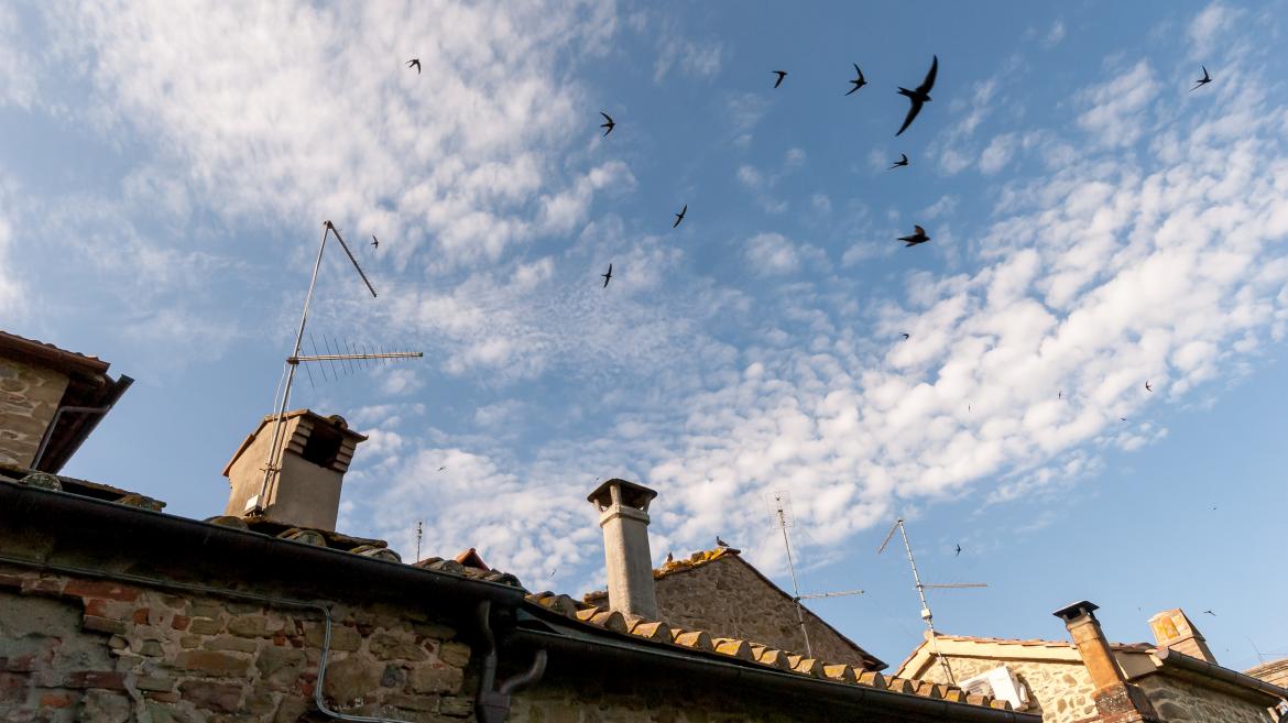 La Comunidad de Madrid presenta una campaña en redes sociales para preservar los nidos de aves insectívoras en edificios y viviendas