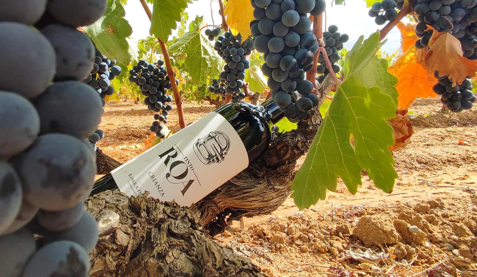 Bodegas y Viñedos Rauda. SDAD. COOP.