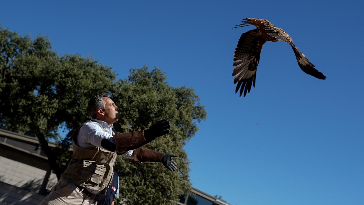La Comunidad de Madrid atiende a más de 4.300 animales silvestres heridos durante el primer semestre del año