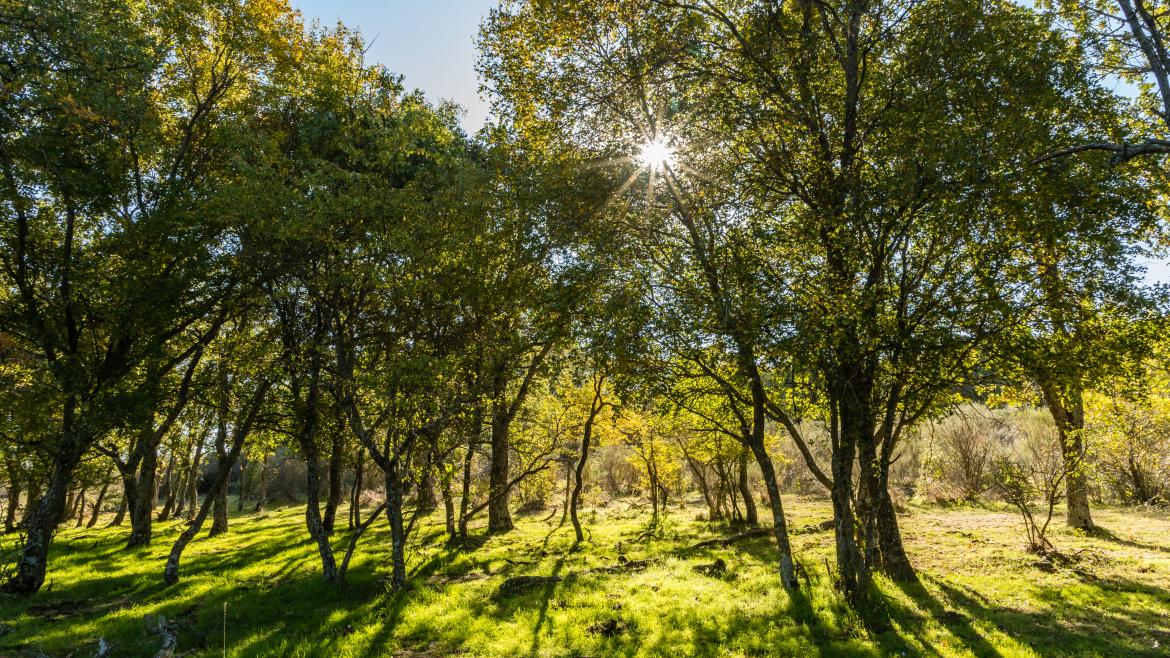 La Comunidad de Madrid amplía el Parque Nacional de la Sierra de Guadarrama comprando 453 hectáreas de gran valor ecológico en El Paular