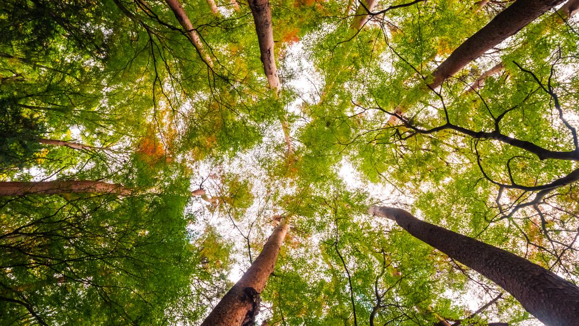 La Comunidad de Madrid celebra el Día Internacional de las Reservas de la Biosfera con actividades gratuitas en sus entornos naturales protegidos
