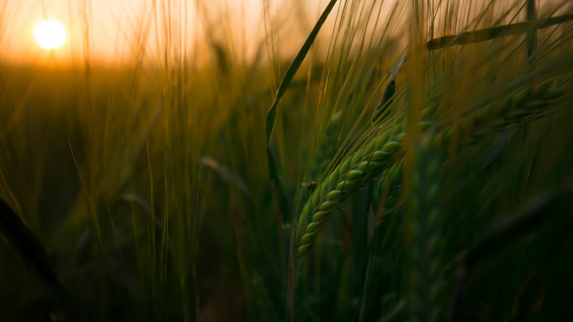 La Comunidad de Madrid convoca nuevas ayudas para la comercialización de alimentos de proximidad
