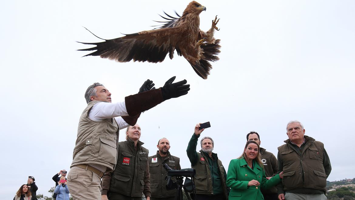La Comunidad de Madrid cuadriplica la población de águila imperial ibérica con 90 parejas reproductoras