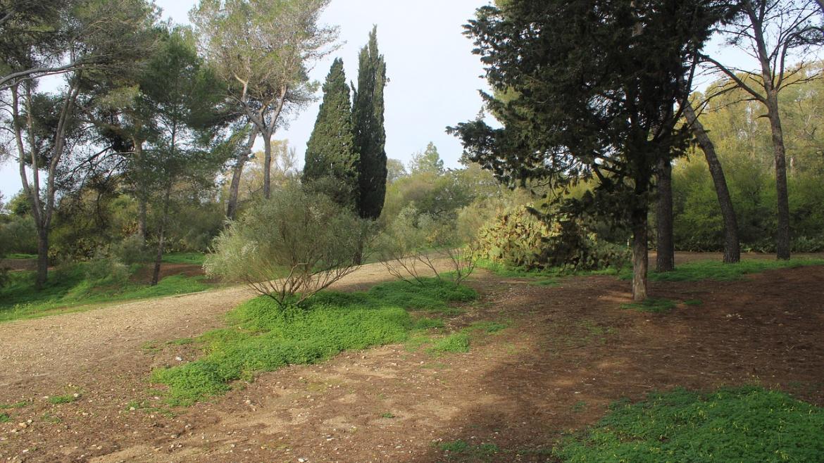 La Comunidad de Madrid invierte 4 millones en Arco Verde para el mantenimiento de 125.000 árboles y arbustos