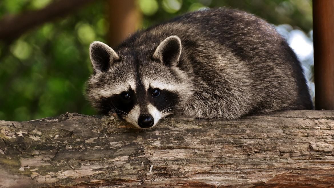 La Comunidad de Madrid aprueba 1,5 millones para el seguimiento y control de fauna silvestre y especies exóticas invasoras