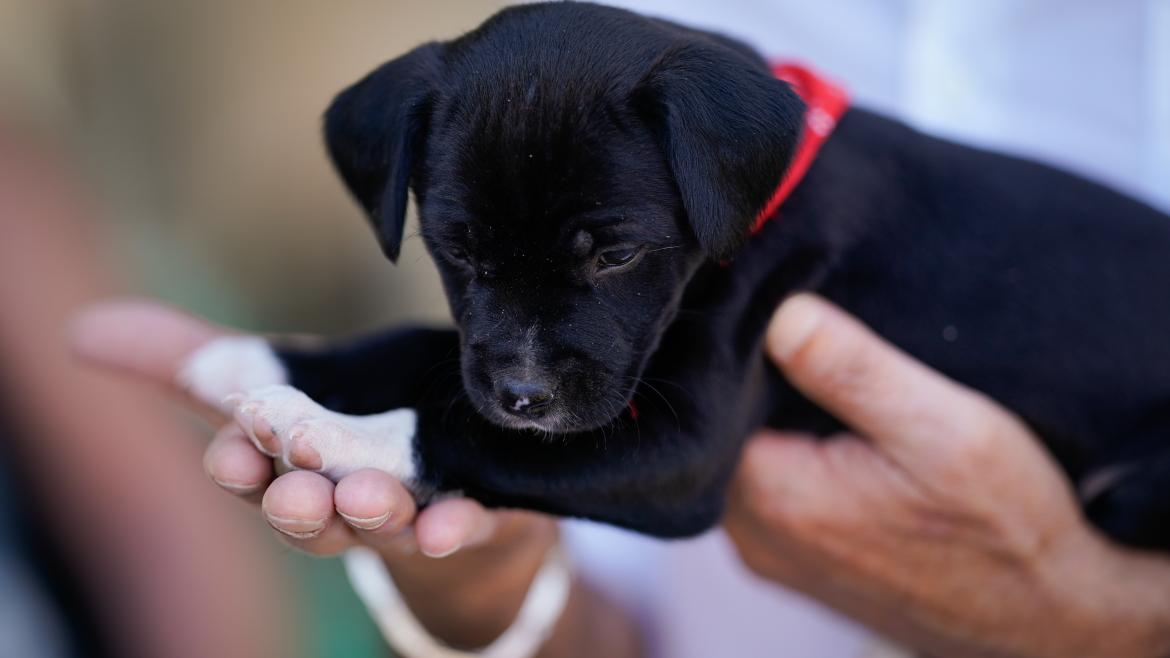 La Comunidad de Madrid facilitó la adopción del 80% de los perros abandonados el pasado año en la región, cinco puntos más que 2022