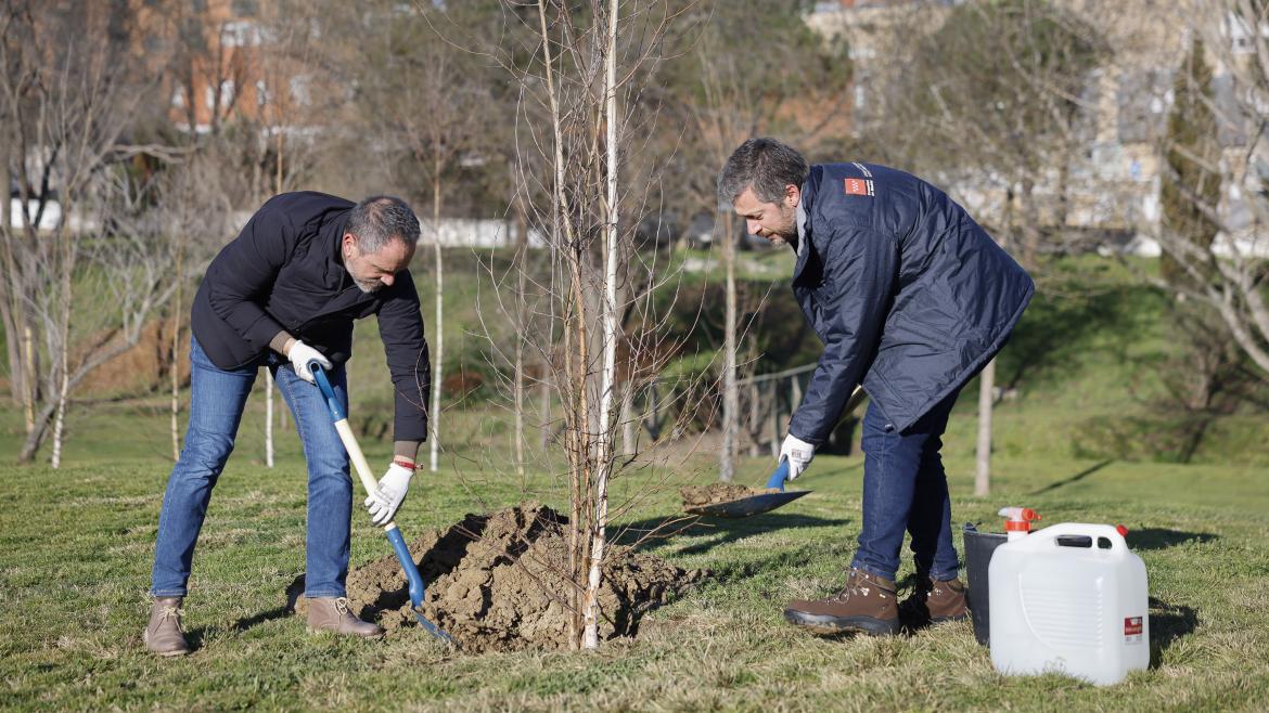 La Comunidad de Madrid ha plantado ya cerca de 2.700 árboles en ocho municipios para incrementar la masa forestal y biodiversidad