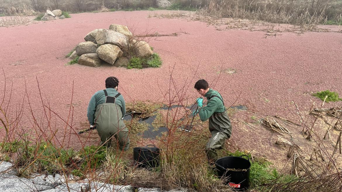 La Comunidad de Madrid preserva el hábitat de reproducción de los anfibios con la retirada de plantas exóticas invasoras
