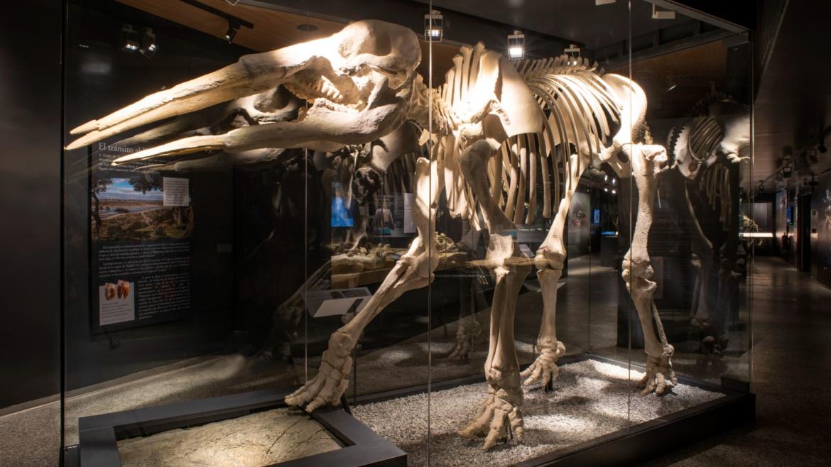 El Museo Arqueológico y Paleontológico de la Comunidad exhibirá la réplica de un dinosaurio de 6 metros en la feria Madrid es Ciencia