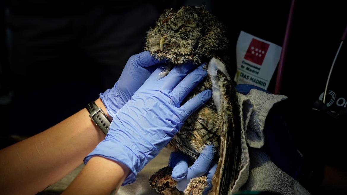 La Comunidad de Madrid logra récord de ingresos en su Centro de Recuperación de Animales Silvestres con casi 8.000 ejemplares